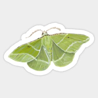 Showy Emerald Moth Sticker